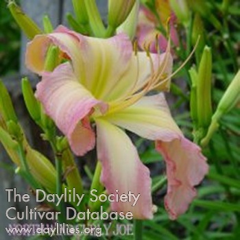 Daylily North Wind Curly Joe